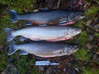 Nieri� (Rautu) 5,40 kg